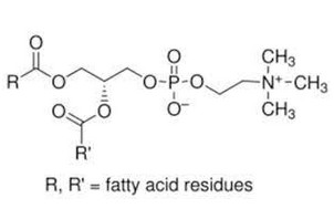 image de la molécule L-α-phosphatidylcholine